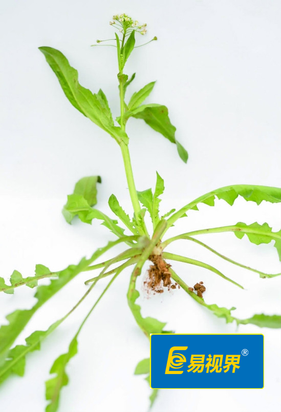 易視界護(hù)眼專家 眼睛干澀吃什么對(duì)眼睛好