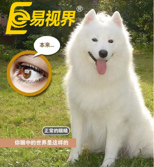 不一樣的眼病，不一樣的世界