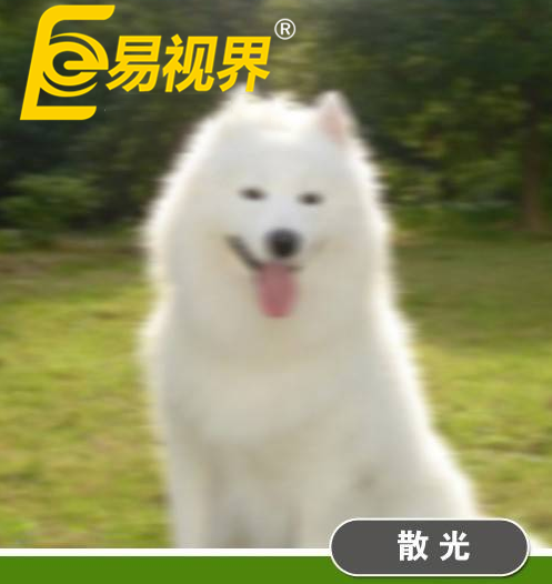 不一樣的眼病，不一樣的世界