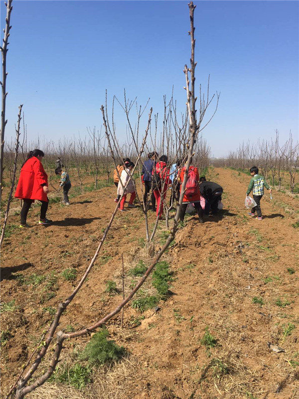 易視界客戶在認真挖野菜