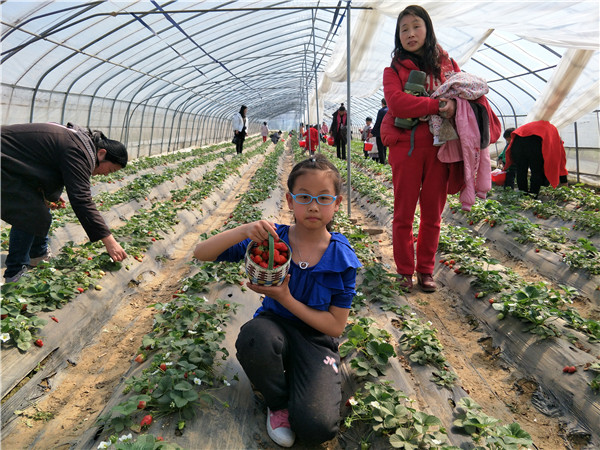 易視界小客戶開(kāi)心的展示自己摘的草莓