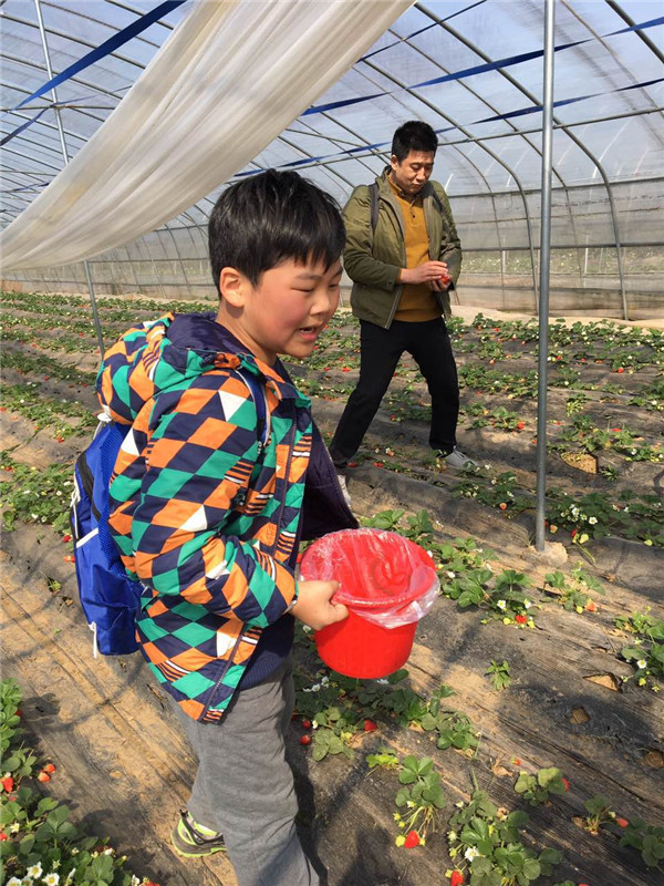 易視界小客戶在認(rèn)真摘草莓