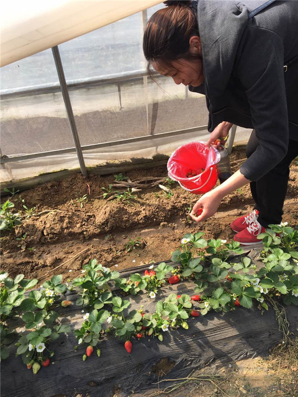 易視界客戶在摘草莓